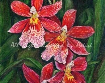 Red & White Oncidium Orchid Art, Framed Giclee Print