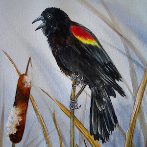 Redwing Blackbirds Couple Watercolor Painting SongBirds on Cattails Background Original Mixed Media by AllKindsofArt Artist Glenda Mullins