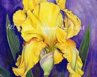 Iris Painting Yellow Gold Iris Art Colored Pencil Original Luxor Gold Iris