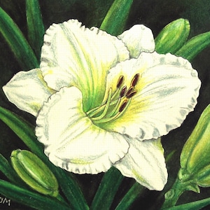 White Daylily Lacey Snowflake Original Painting Birthday Mother&#39;s Day Gift 6 x 8 Colored Pencil Art Unframed by AllKindsofArt
