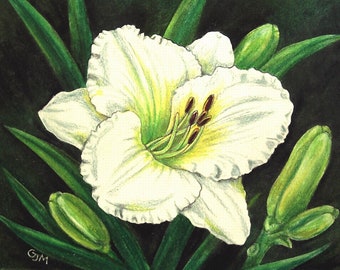 White Daylily Lacey Snowflake Original Painting Birthday Mother's Day Gift 6 x 8 Colored Pencil Art Unframed by AllKindsofArt