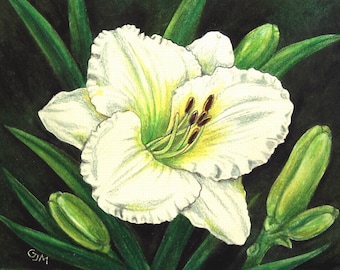 Daylily Colored Pencil Painting: Floral Art, Original 6x8 Unframed