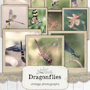 Dragonfly Photographs Junk Journal Printable, Dragonfly Pictures Printable Stationery Ephemera, Junk Journal Supplies