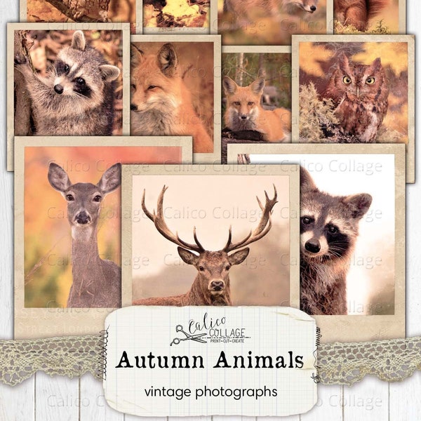 Autumn Animal Photographs Junk Journal Printable, Fall Pictures Printable Stationery Ephemera, Junk Journal Supplies, Fox, Deer, Hedgehog