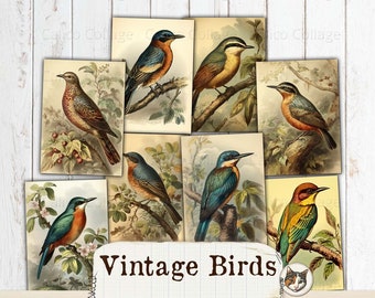 Vogel Ephemera für Junk Journals, druckbare Frühlings Ephemera Karten, Collage Sheet Ephemera Pack, Vintage Natur botanische Vögel, Scrapbook