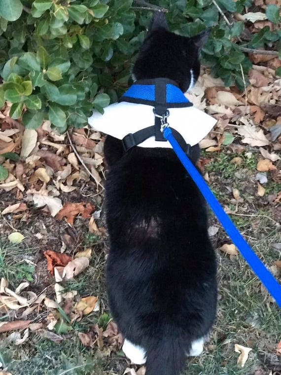 cone of fashion Large size soft cat cone Japanese buddha crane blue cotton cat soft cone collar cone of fashion Large size soft cat cone Japanese buddha crane blue cotton cat soft cone collar