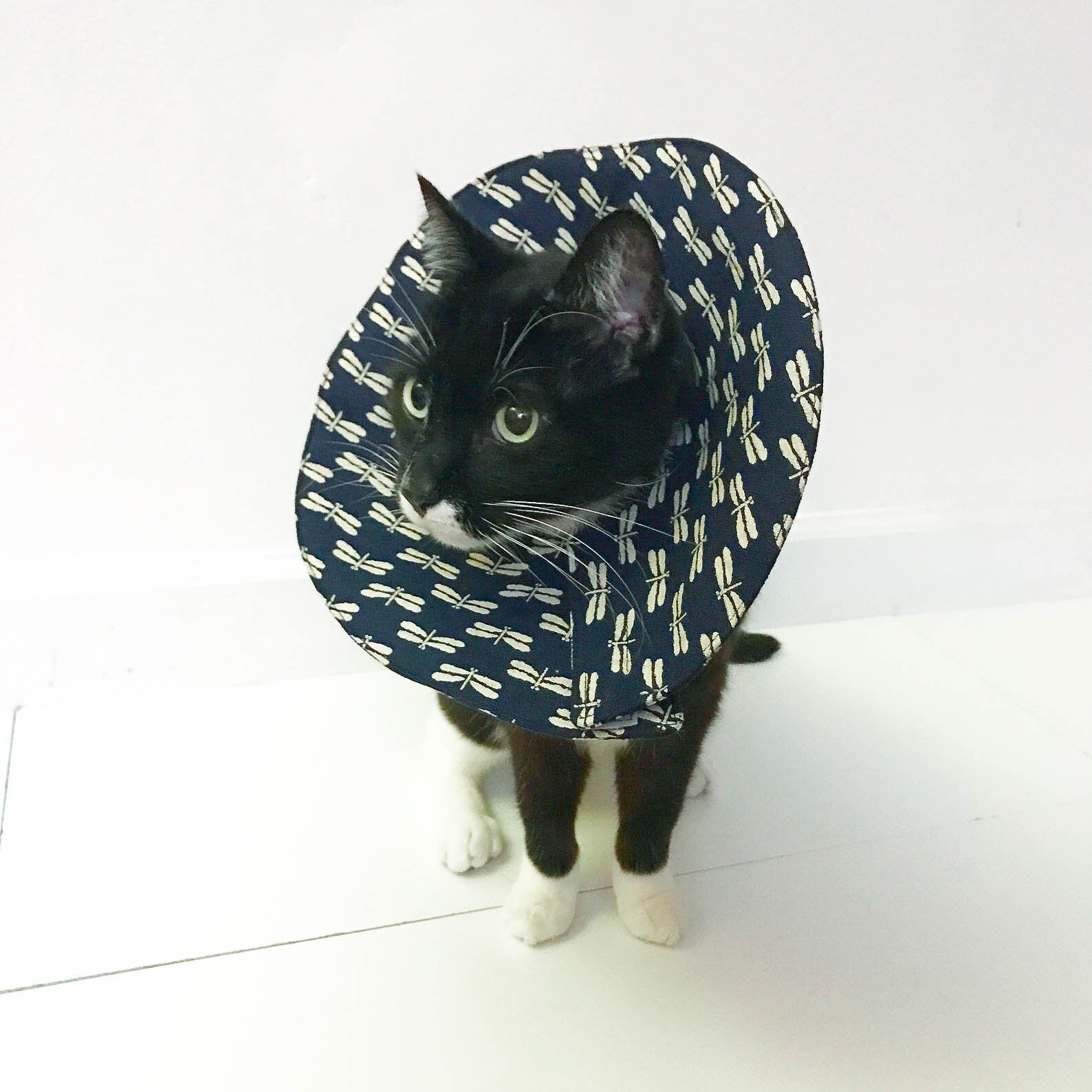 cone of fashion Large size soft cat cone Japanese buddha crane blue cotton cat soft cone collar cone of fashion Large size soft cat cone Japanese buddha crane blue cotton cat soft cone collar