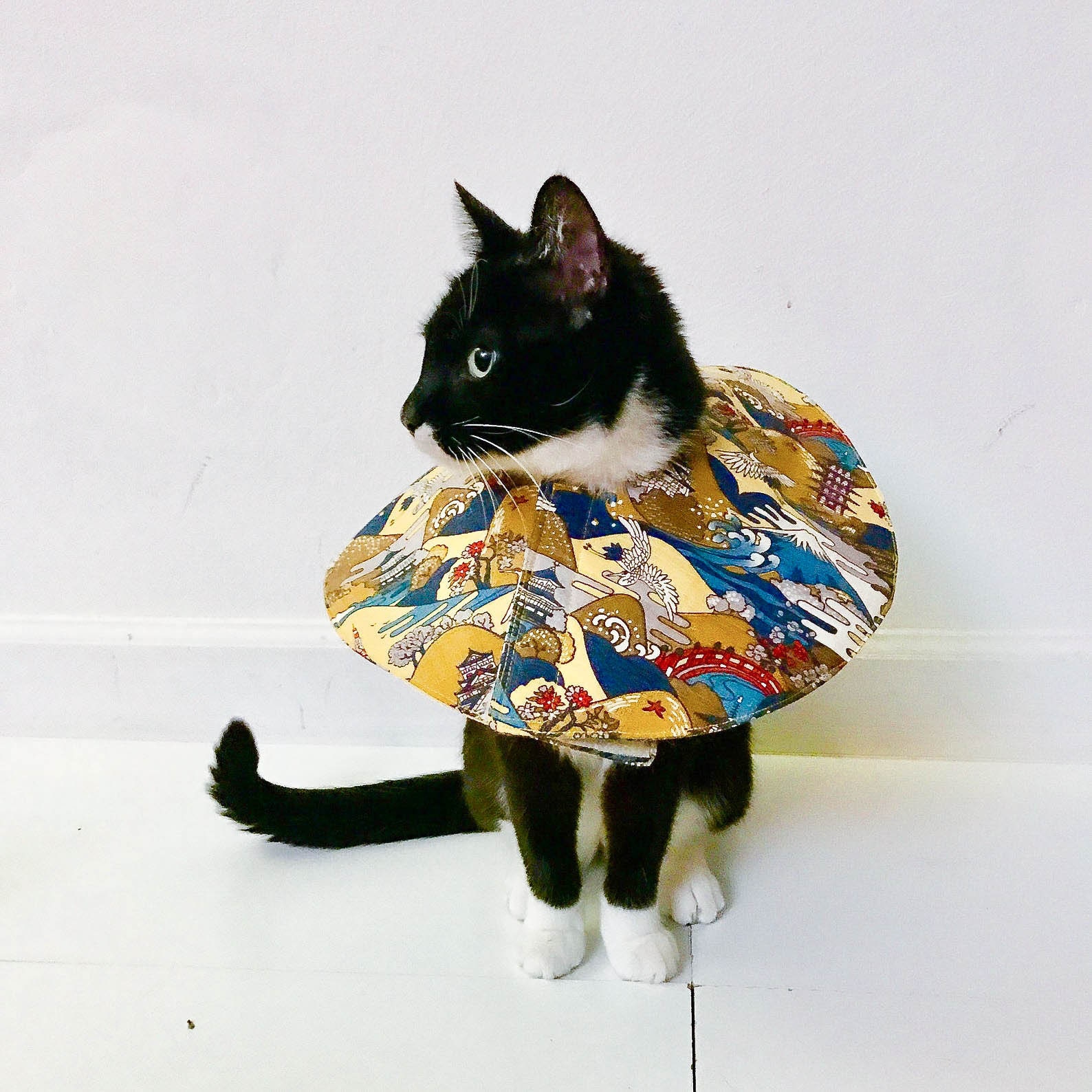 cone of fashion Large size soft cat cone Japanese buddha crane blue cotton cat soft cone collar cone of fashion Large size soft cat cone Japanese buddha crane blue cotton cat soft cone collar