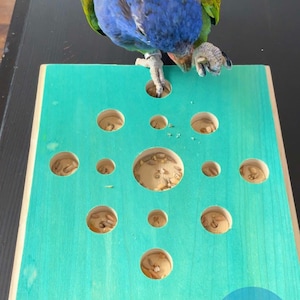 May include: A teal blue wooden bird toy with multiple holes filled with bird seed. A blue and green parrot is interacting with the toy. The toy has the words "Pirate's Beak" on the bottom.