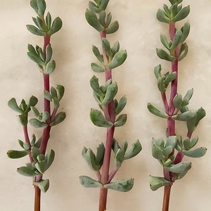 Succulent Ice Jade - Etsy