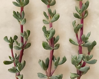 Pink Ice Plant (Oscularia Deltoides) - 5 Fresh 3-inch Cuttings