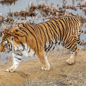 Stealth and Strength: Majestic Tiger on the Prowl