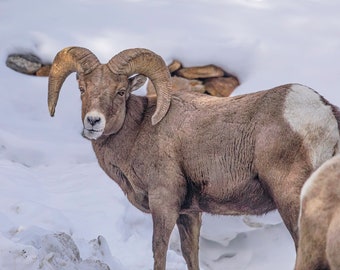 Bighorn Sheep – Winter Majesty in the Snowy Wilderness | Wildlife Photography Wall Art
