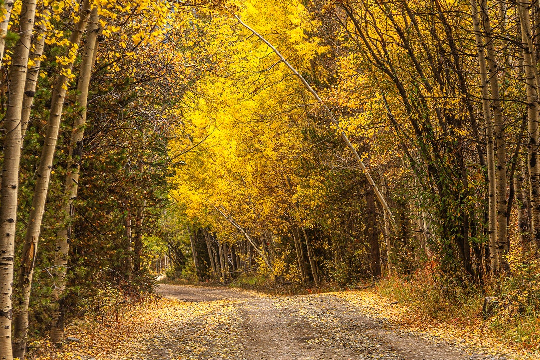 Golden Forest Path | Colorado Autumn Fine Art Print | Fall Aspen Trees ...