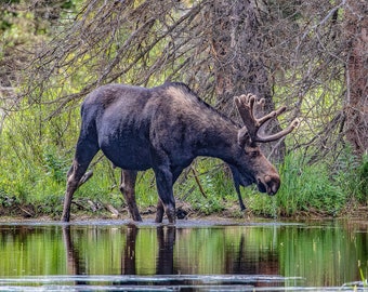 Majestueuze elanden bij Moose Pond | Natuurfotografieafdruk van Grand Teton National Park