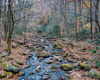 Strumień późnej jesieni | Wydruk artystyczny fotografii Smoky Mountains | Sztuka ścienna Forest Creek