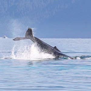 May include: A humpback whale tail breaches the surface of the water, creating a spray of water droplets. The whale's tail is dark gray and the water is a light blue.