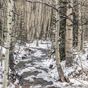 Winter&#39;s Whisper: Snowy Creek Through Aspen Forest