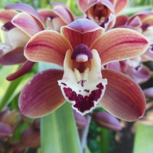 May include: Close-up of a Cymbidium orchid flower with petals in shades of peach, burgundy, and white. The flower has a prominent lip with a burgundy pattern and a central column. Green leaves are visible in the background.