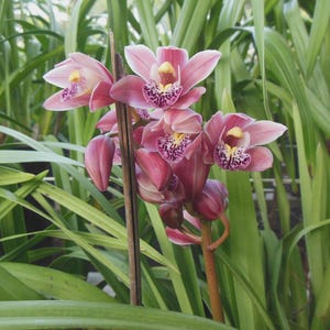 May include: A cluster of pink orchids with yellow and purple markings. The flowers are in full bloom, with several buds still closed. The background is filled with long, green leaves, creating a natural and vibrant scene.