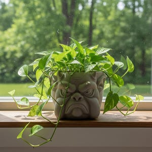 May include: A grey, square-shaped plant pot featuring a bulldog face design, filled with vibrant green leafy plants. The pot sits on a wooden windowsill, with a blurred green background of trees and foliage.