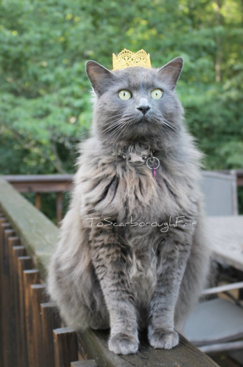 Goldene Katze Tiara Spitze Katze Welpen Krone Katze König | Etsy