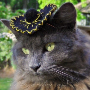 Pet Sombrero image 1