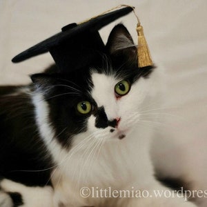Cat Graduation Cap Small Dog Graduate Cap Oxford Cap with Gold Metallic tassel Mortarboard Square Academic Cap The Graduate Cat image 3