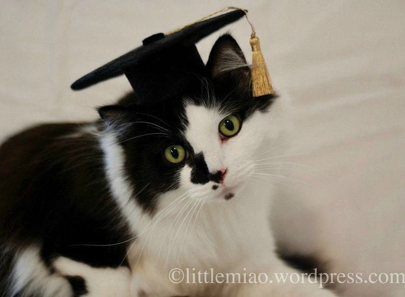 Cat Graduation Cap Small Dog Graduate Cap Oxford Cap with Gold Metallic tassel Mortarboard Square Academic Cap The Graduate Cat image 3