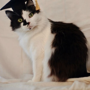 Cat Graduation Cap Small Dog Graduate Cap Oxford Cap with Gold Metallic tassel Mortarboard Square Academic Cap The Graduate Cat image 2