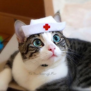 Op de afbeelding: Een wit-grijze tabbykat met een witte verpleegstersmuts met een rood kruis. De kat heeft helderblauwe ogen en kijkt omhoog.