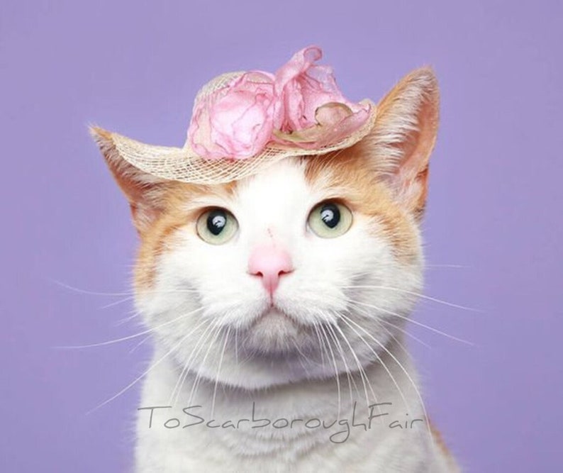 Cat Hat Elegant Mini Hat Spring Cat Hat Spring Bonnet Cat Bonnet Kentucky Derby image 1