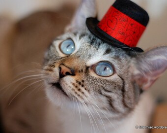 Wedding Mini Hat - Mother's Day Cat Hat - Valentine’s Day Cat Hat -  All You Need is Love - Hearts Doodle Hat