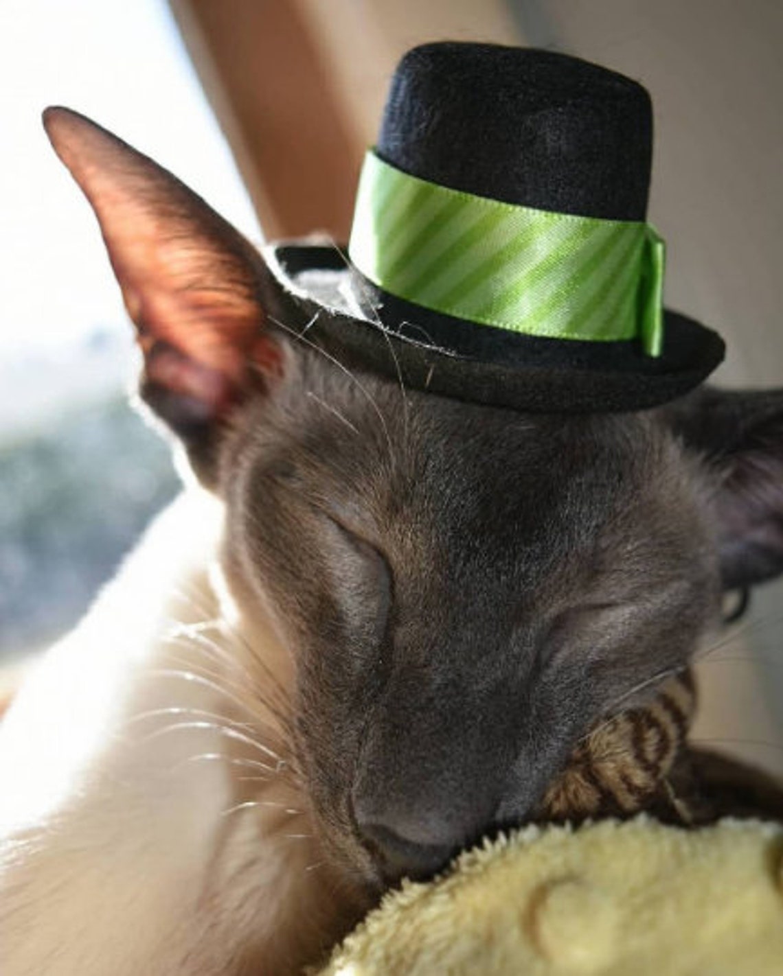 Cat Top Hat Winter Spring Cat Hat Cat Hat Mini Pet Hat Etsy