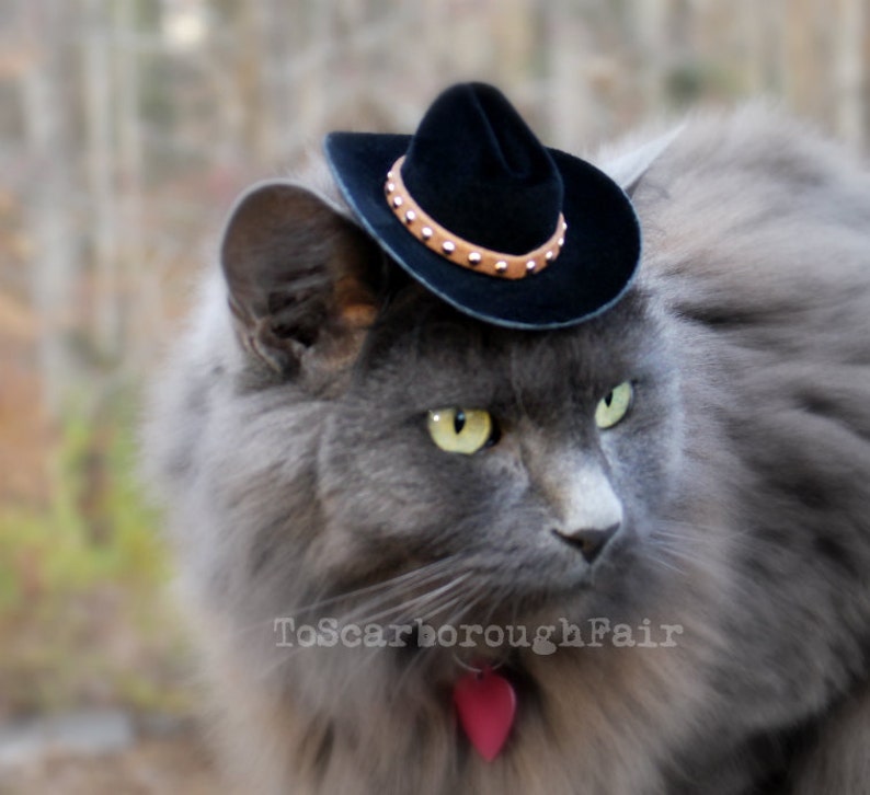 Cowboy Cat Hat Walker, Texas Ranger Father's Day Hat The Brick Cowboy Cat Ferret, Guinea Pig Small Dog Hat with Studded Suede Band image 1