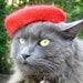see more listings in the Pet French Wool Berets section