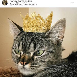 Cat Crown-Pet Crown-Original design-Princess Crown for Cat-Game of Thrones Inspired-Dog Crown The White Queen-Cat Puppy Crown-Cat King Crown image 4