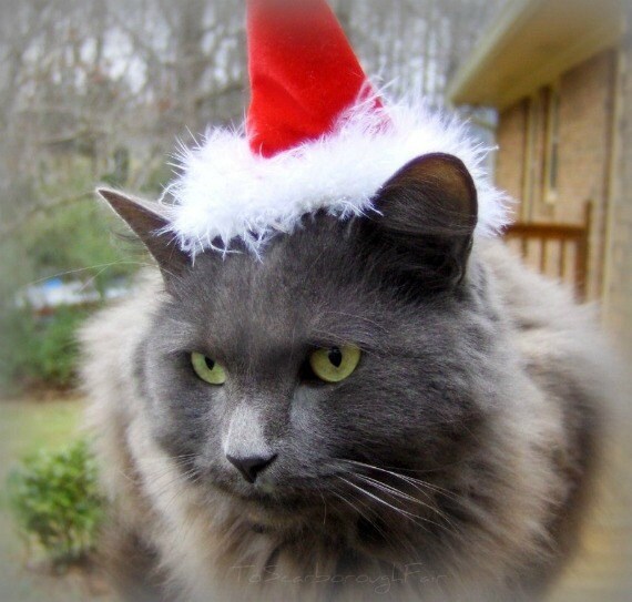 Cappello di Babbo Natale per Gatto Lussuoso Cappello di | Etsy Italia