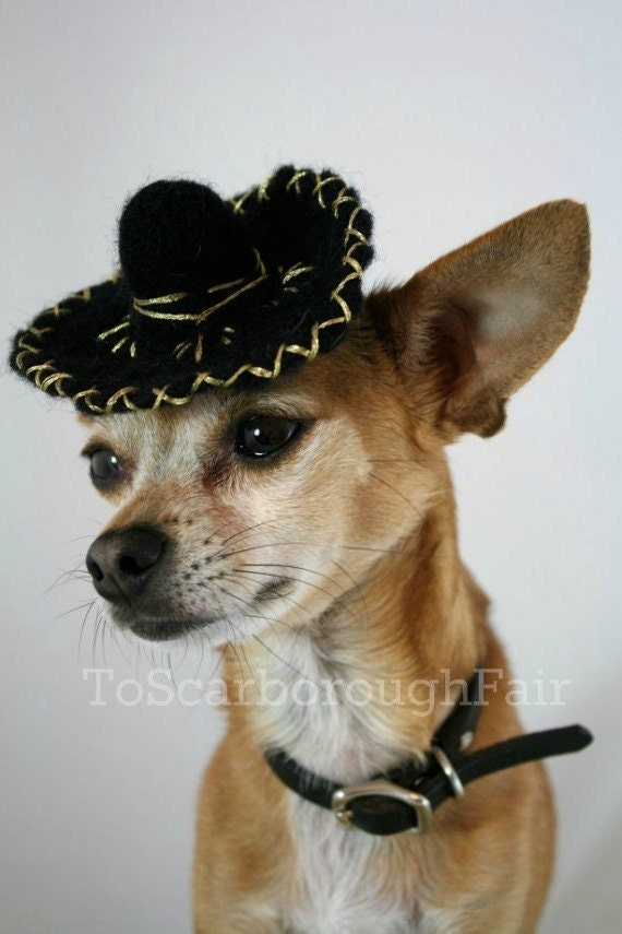 small dog sombrero
