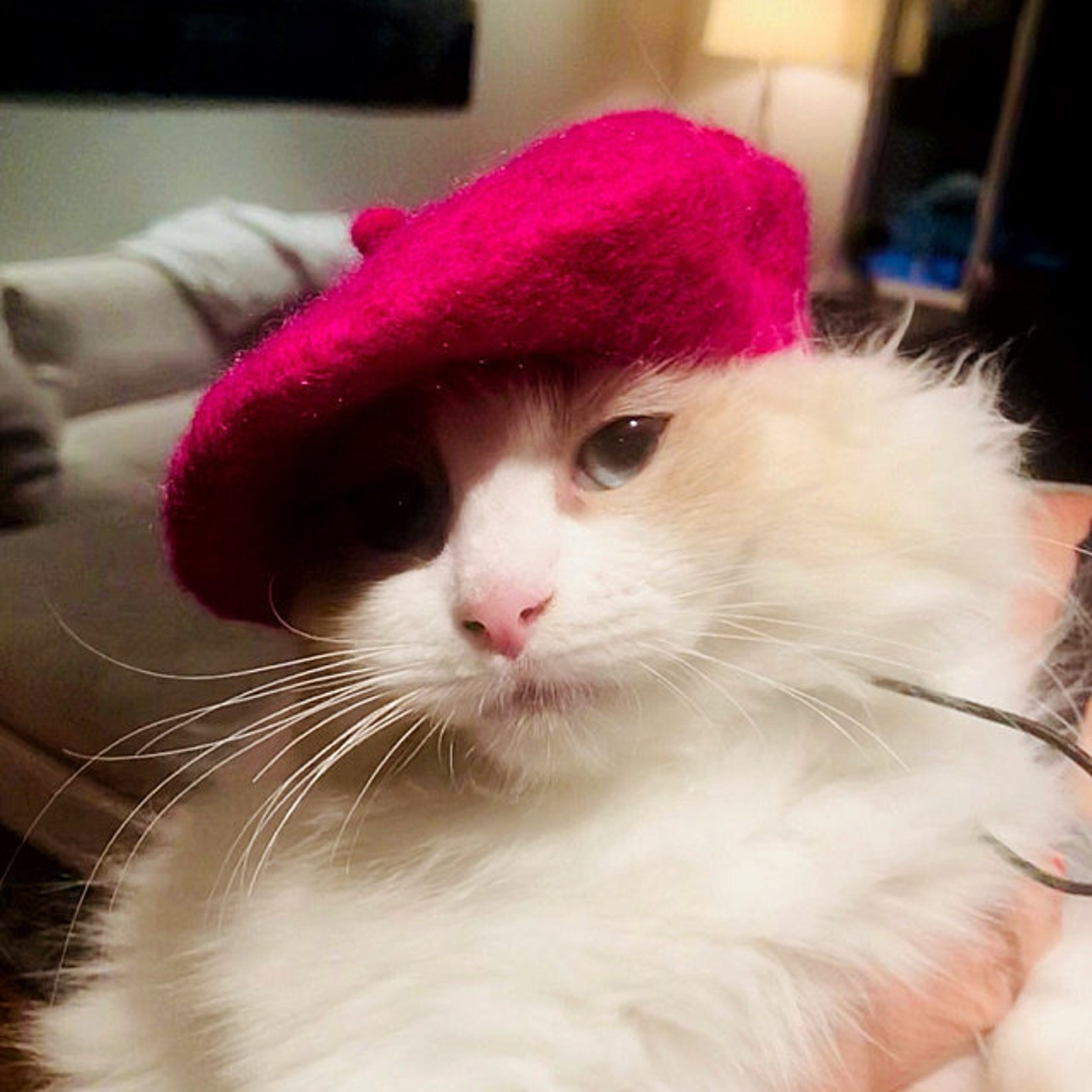 Бонжур котик. Кот в берете. Кот десантник. Коты в кепках. Одежда для кошек.