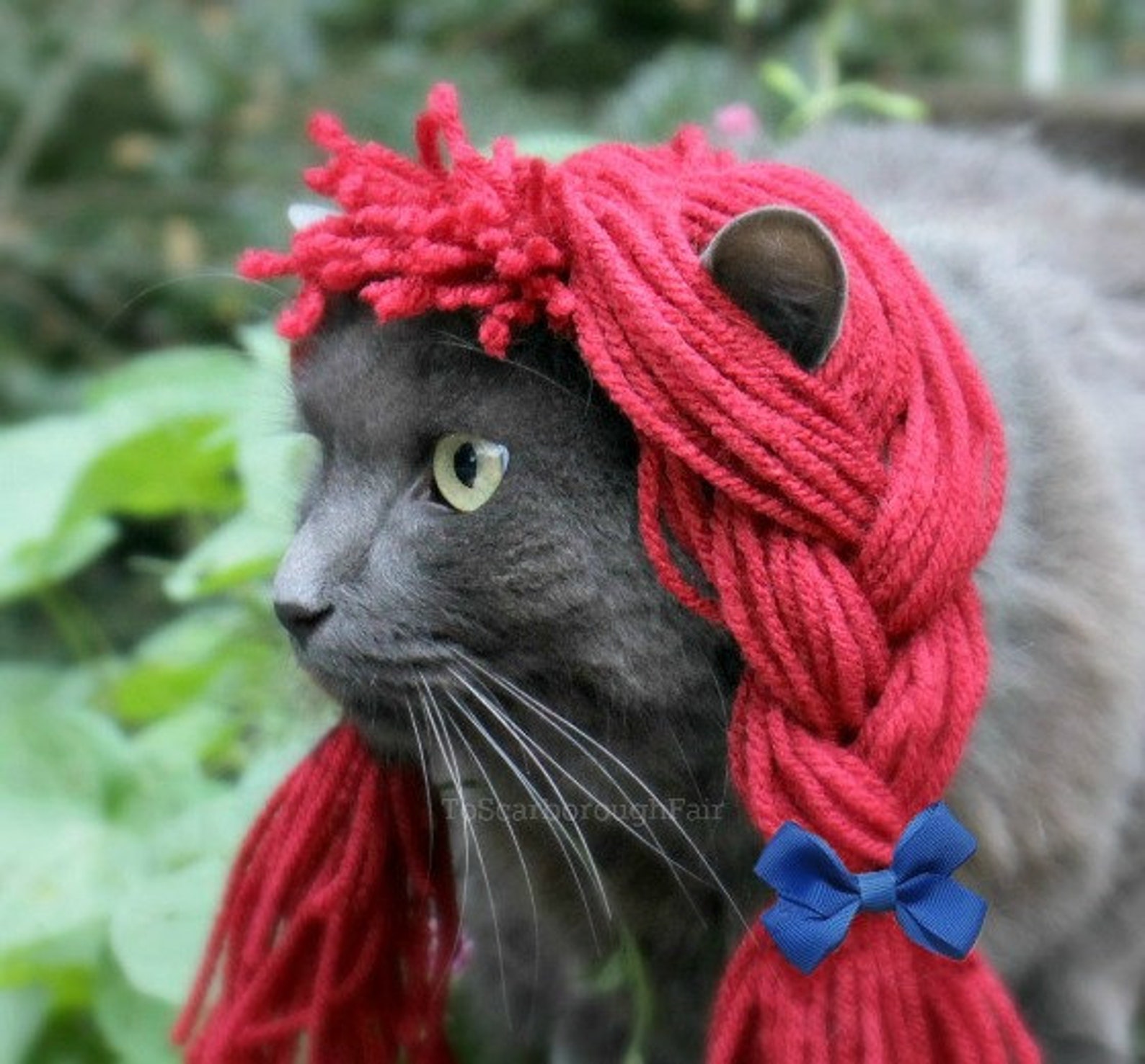 Кошечки из пряжи. Кошка в парике. Кошка в Красном парике. Кошечка с красным париком. Смешная одежда для кошек.