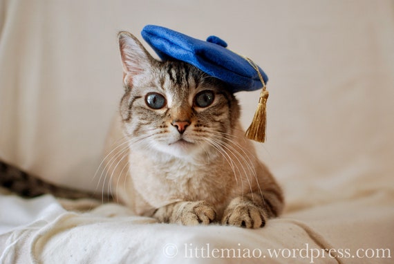 cat with a cap