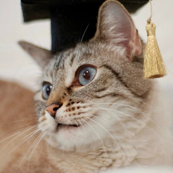 Cat Graduation Cap - Small Dog Graduate Cap - Oxford Cap with Gold Metallic tassel - Mortarboard - Square Academic Cap -The Graduate Cat