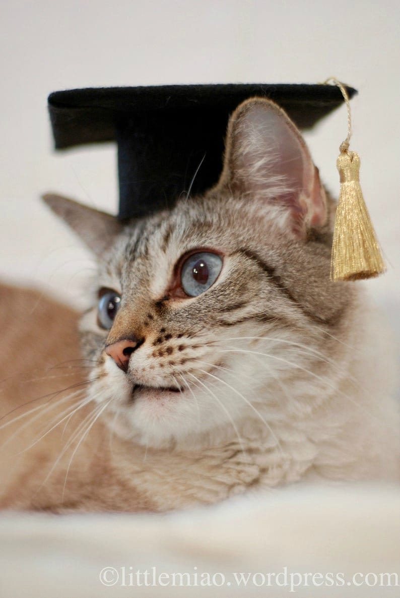 Cat Graduation Cap Small Dog Graduate Cap Oxford Cap with Gold Metallic tassel Mortarboard Square Academic Cap The Graduate Cat image 1