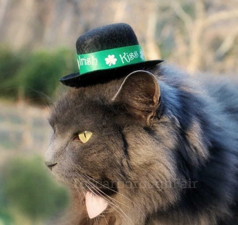 Saint Patrick's Day Cat Hat Pet hat for St Patrick's Day Kiss Me I'm Irish image 1