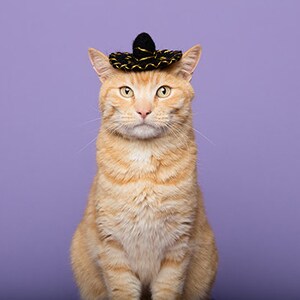 Pet Sombrero image 2