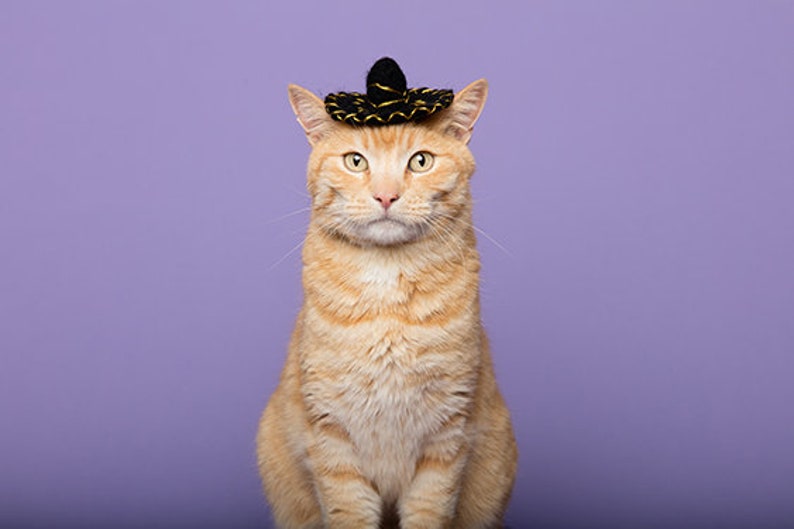 Pet Sombrero image 2