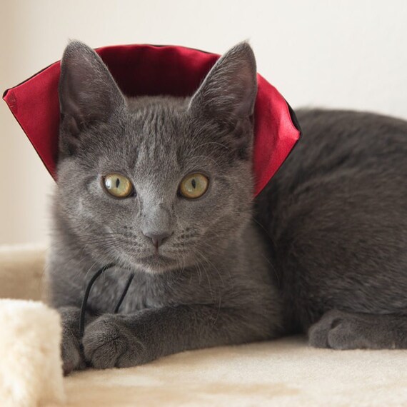 dracula cat costume