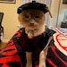 see more listings in the Cat costumes and hats section
