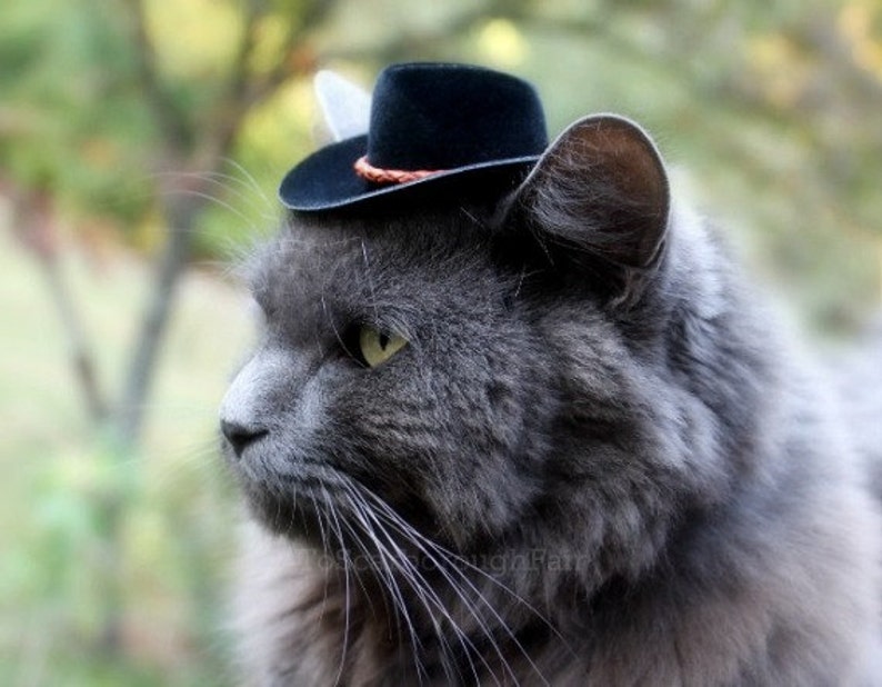 Black Cowboy Cat Hat with Genuine Leather Cord Mini Cowboy Hat Fathers' Day Cowboy Hat Buckaroo Style Guinea Pig Ferret Hamster image 1